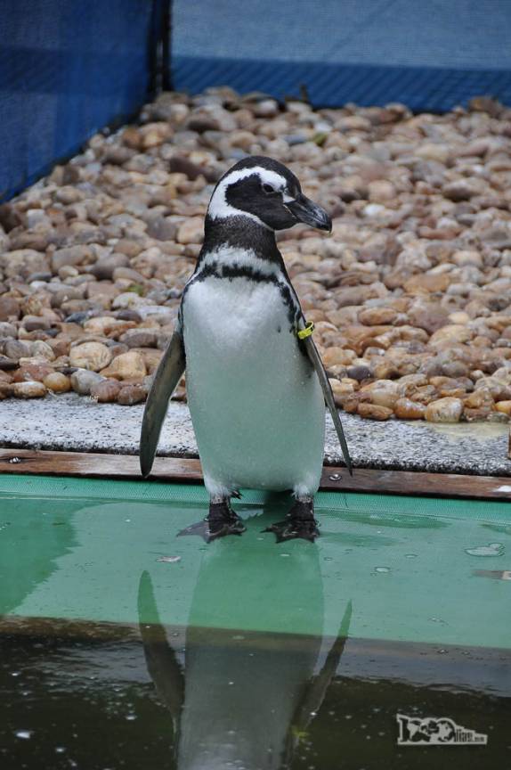 Matando a saudade de pinguins no Museu Oceanográfico de Rio Grande, no sul do Rio Grande do Sul